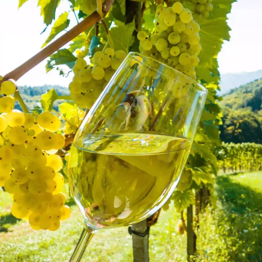 Randonnée dans le vignoble Nantais.