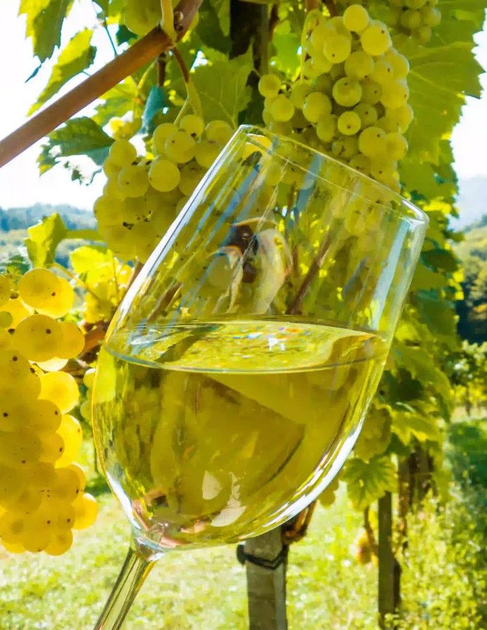 Randonnée dans le vignoble Nantais.